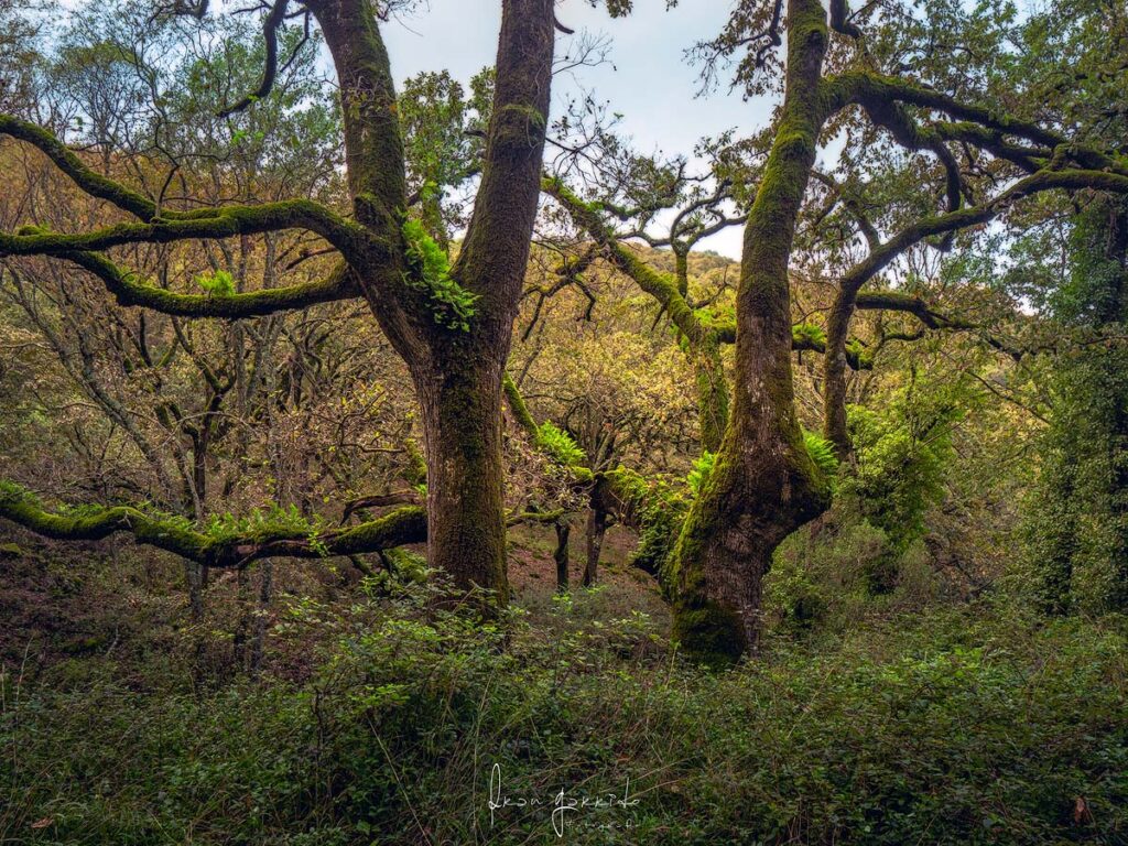 Paisaje La Sauceda