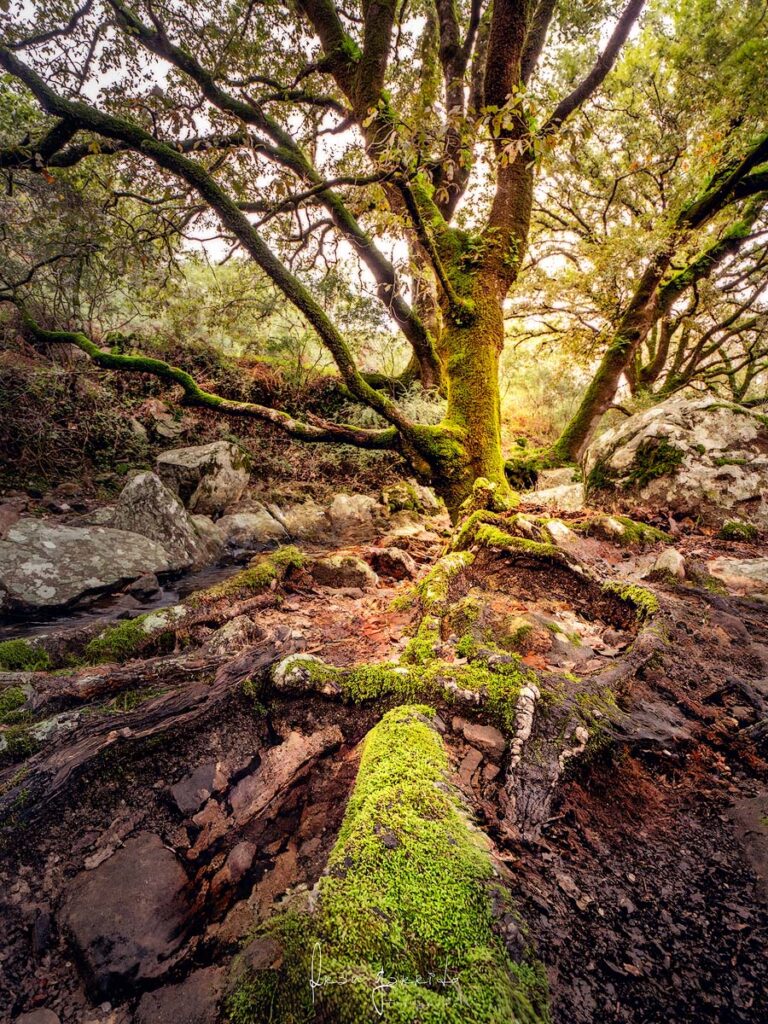 Paisaje La Sauceda