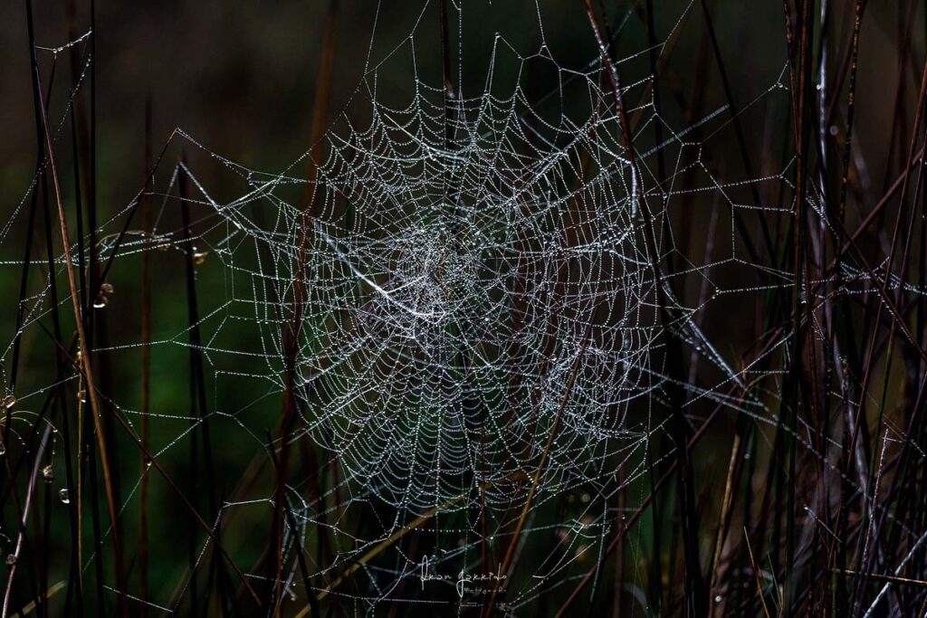 Tela de araña