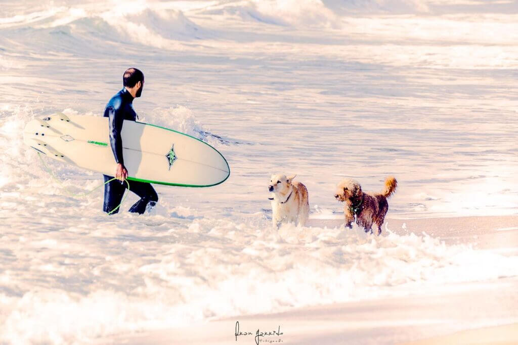 Surf playa perros
