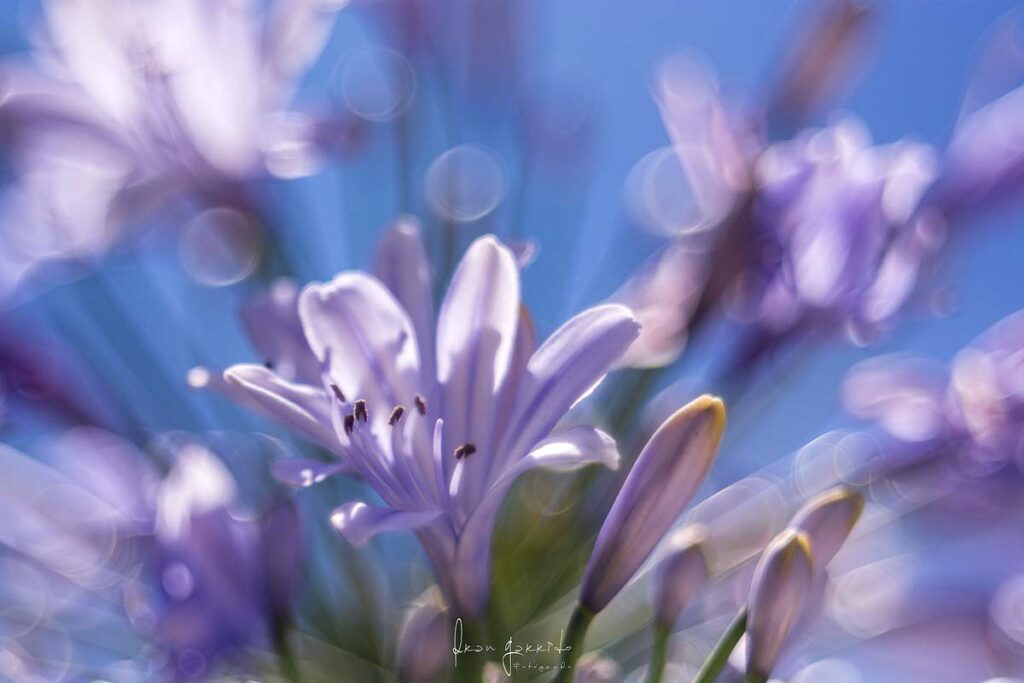 Flor