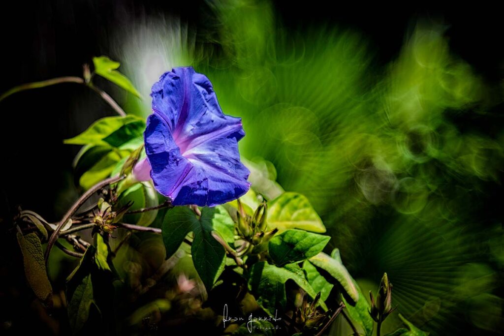 Flor Bokeh