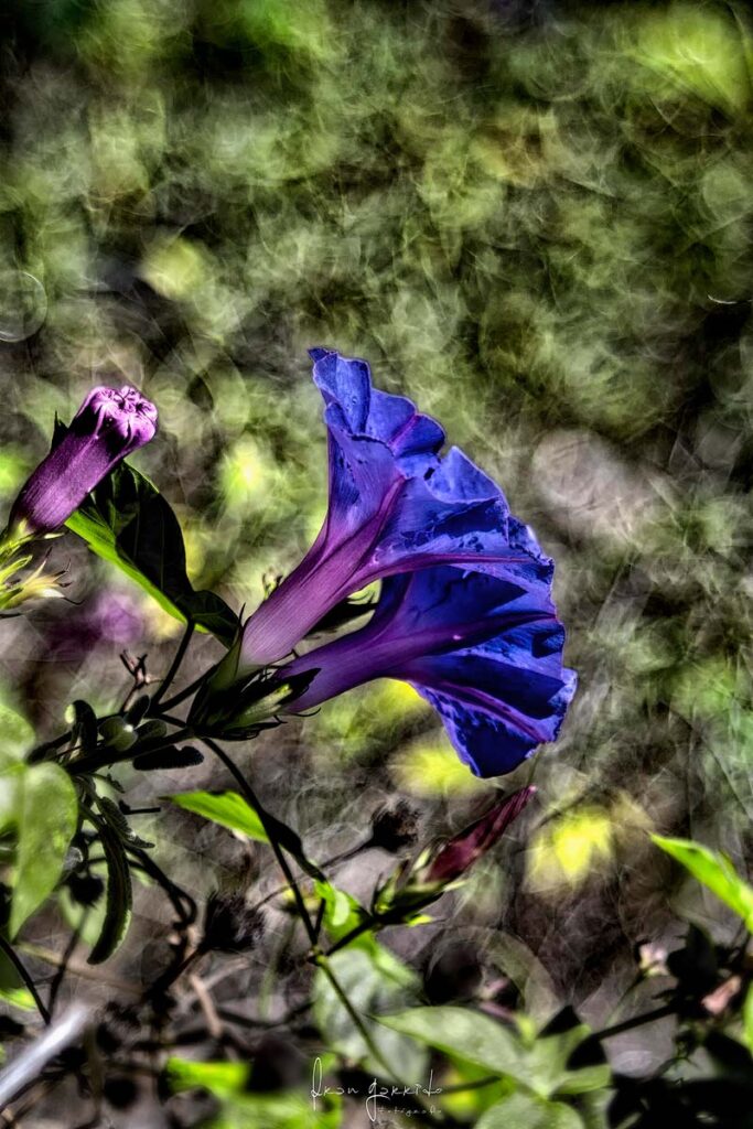Flor Bokeh