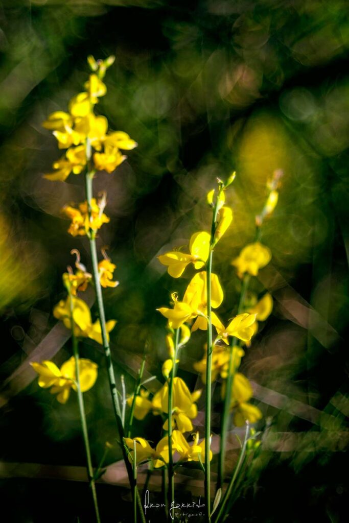 Flor