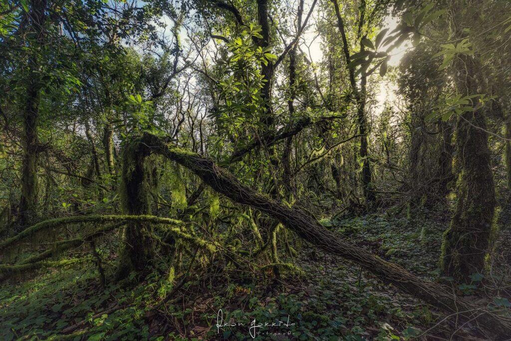Bosque de Niebla