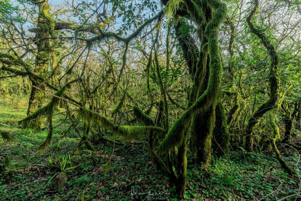 Bosque de Niebla