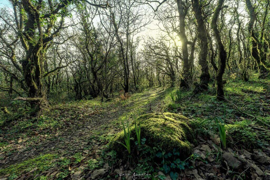 Bosque de Niebla
