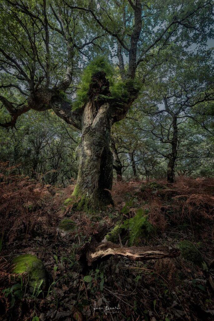 Arbol bosque de niebla