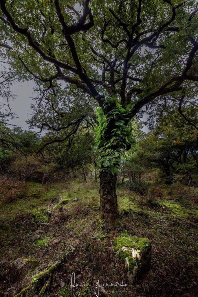Arbol bosque de niebla