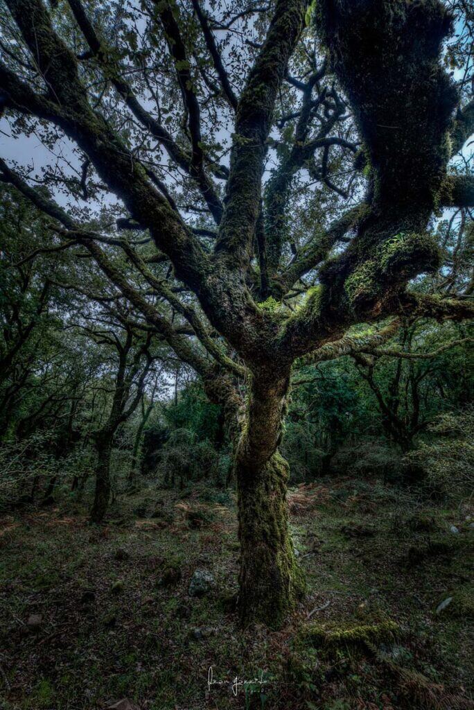 Arbol bosque de niebla