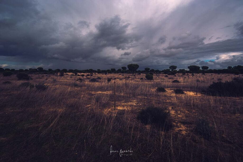 Paisaje Doñana