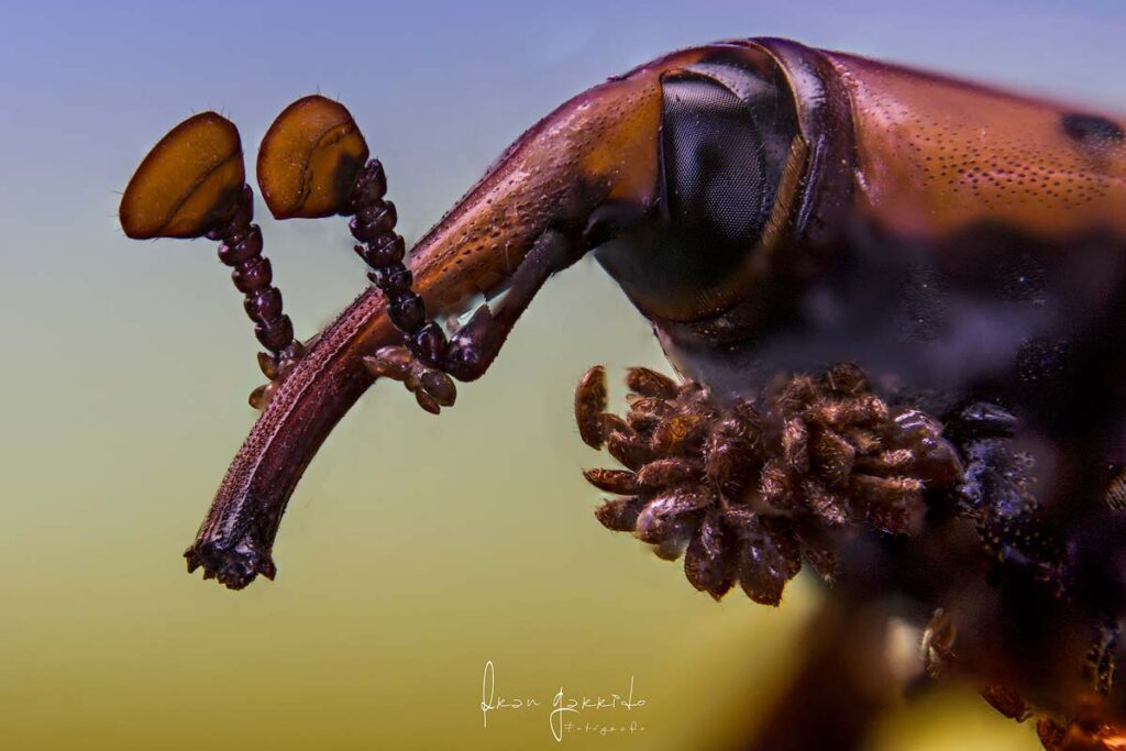 fotografia macro