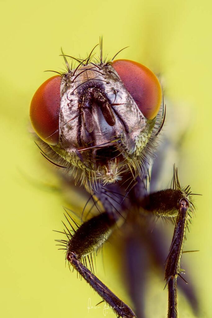 fotografia macro mosca