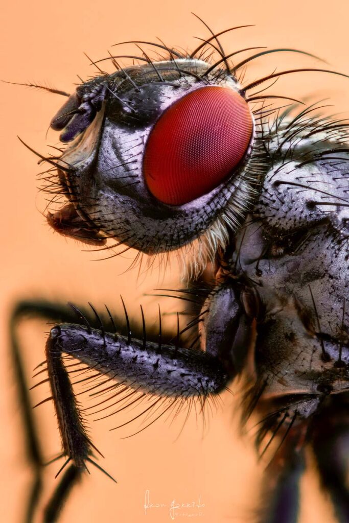 fotografia macro mosca