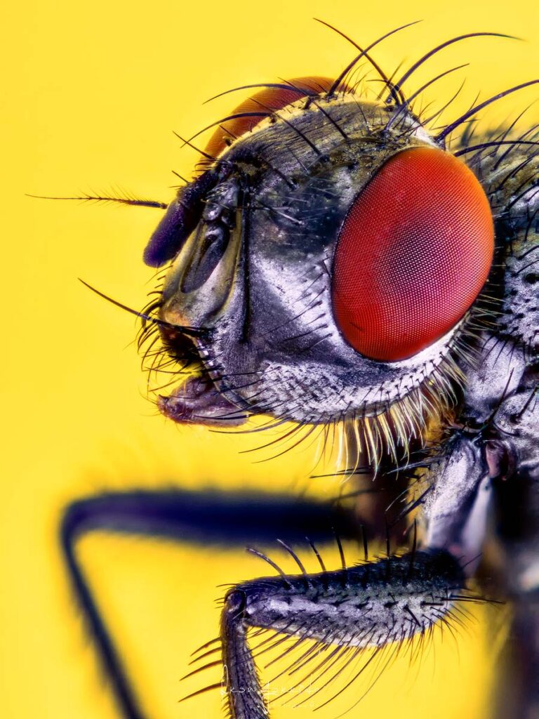 fotografia macro mosca