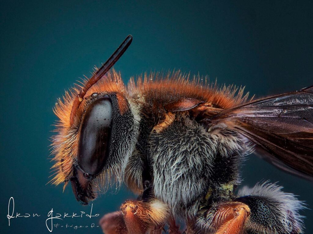 fotografia macro abeja